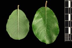 Salix aegyptiaca × S. caprea. Pair of leaves showing upper and lower surfaces.
 Image: D. Glenny © Landcare Research 2020 CC BY 4.0